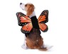 Heart to Tail Pet Halloween Costume Butterfly In Use