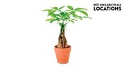 5&quot; Money Tree