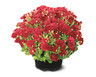 8&quot; Garden Mums Red