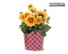 Potted Dahlia View 1. Not available in all locations