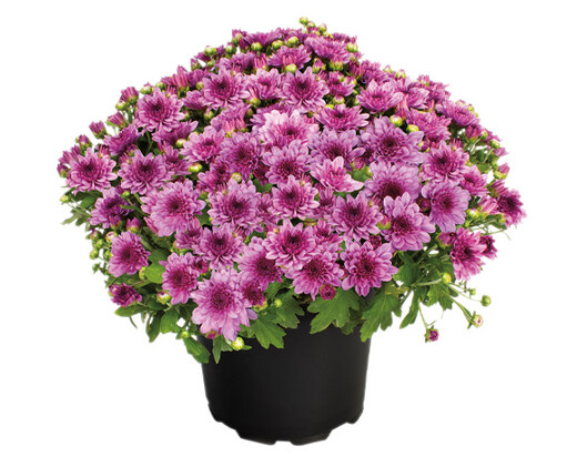 8&quot; Garden Mums Purple