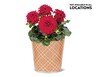 Potted Dahlia View 2. Not available in all locations