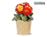 Potted Dahlia View 3. Not available in all locations