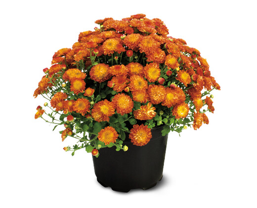 8&quot; Garden Mums Bronze