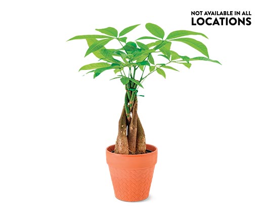 5&quot; Money Tree. Not available in all locations